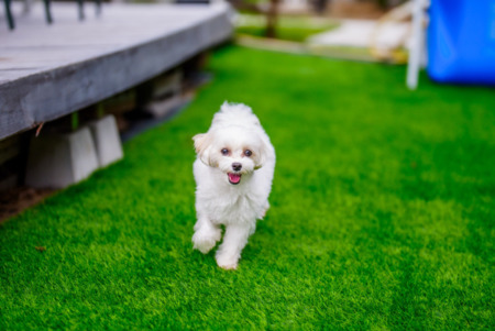 ドッグランOK！